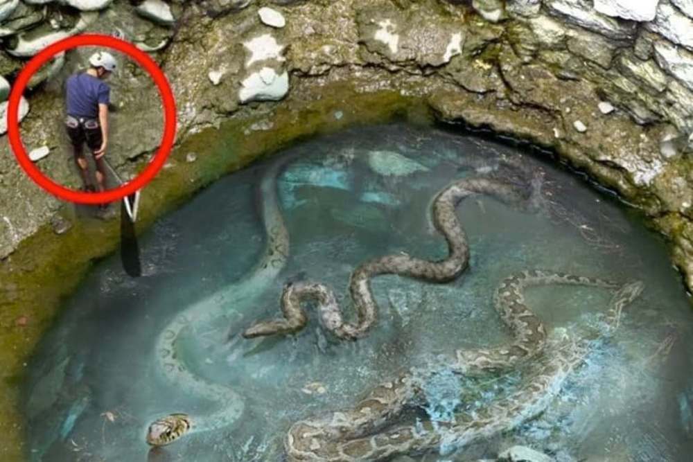 Man Finds Giant Snake Pit And Is Shocked When He Discovers What Lies At The Bottom