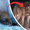 Man Takes Cute “puppy” Home With Him, Which Turns Out To Be A Dangerous Mistake