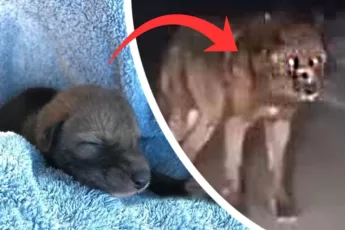 Man Takes Cute “puppy” Home With Him, Which Turns Out To Be A Dangerous Mistake