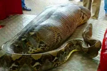 These Workers Found A Giant Snake – You Won’t Believe What They Found Inside!