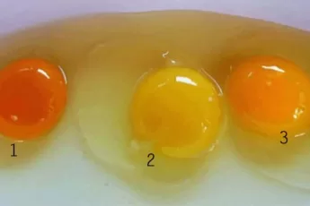 This Is What An Egg Yolk Can Tell You About The Health Of The Chicken