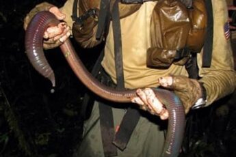Giant Earthworms Living In Your Backyard? Learn The Truth Behind These Mysterious Creatures