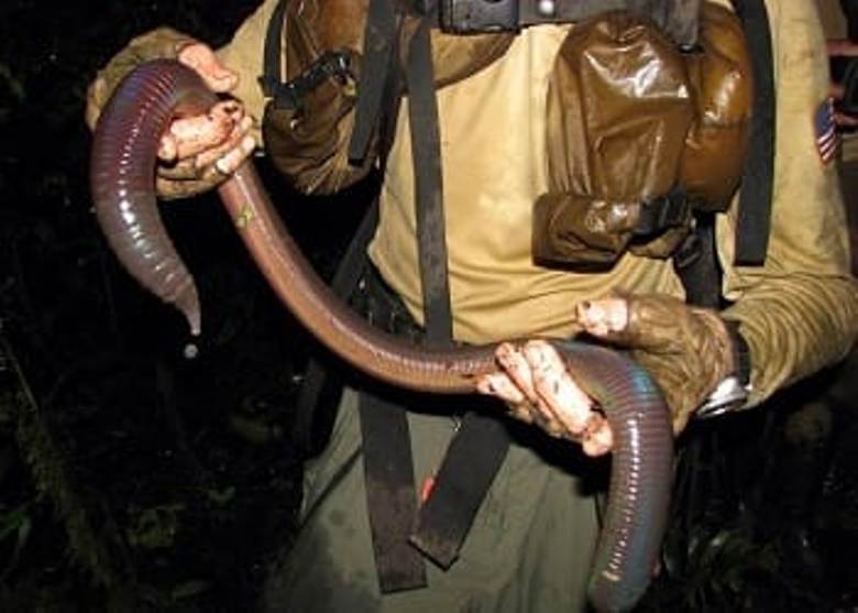 Giant Earthworms Living In Your Backyard? Learn The Truth Behind These Mysterious Creatures