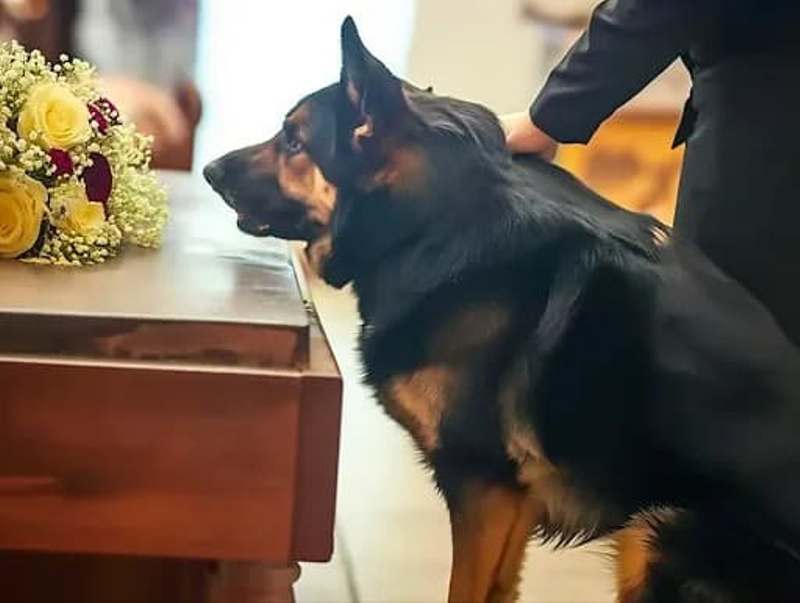 Ex-Police Dog Keeps Barking At Past Owner’s Coffin – Revealing The Secret He Brought To His Grave