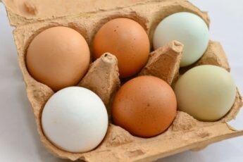 Mystery Solved: THIS Is The Difference Between Brown Eggs And White Eggs!