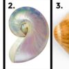TEST: The Shell You Choose Reveals A Lot About Your Personality! Which One Do You Like Best?