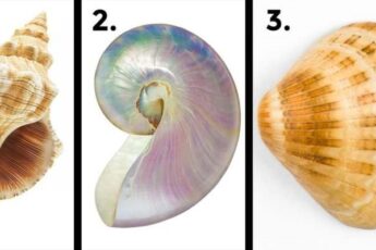TEST: The Shell You Choose Reveals A Lot About Your Personality! Which One Do You Like Best?