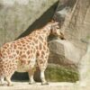 This Giraffe Was Spotted In The Wild – Vet Is Shocked When He Realizes Why It Is So Huge