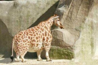 This Giraffe Was Spotted In The Wild – Vet Is Shocked When He Realizes Why It Is So Huge