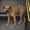 This Dog Took The Subway Every Day, Until Man Puts A Tracker On Him And Discovered The Secret Reason Why…