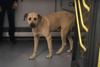 This Dog Took The Subway Every Day, Until Man Puts A Tracker On Him And Discovered The Secret Reason Why…