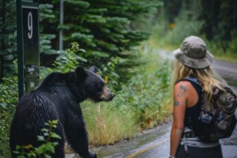 Woman Follows Bear into the Forest After It Unexpectedly Approaches Her at Bus Stop