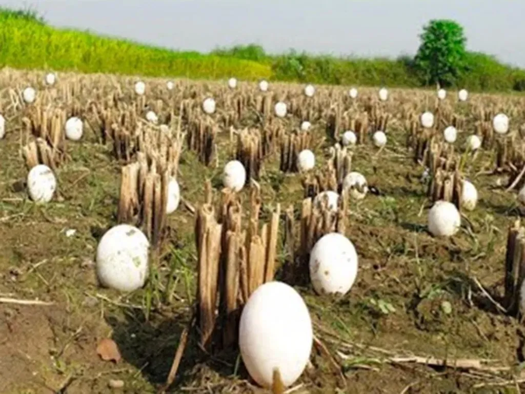 Farmer Discovers Some Mysterious Eggs Among His Harvest, Then He Hears a Baffling Sound
