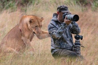 Lion Seeks Help from Photographer – The Unbelievable Truth Revealed