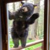 Wild Bear Waves To Family Every Morning