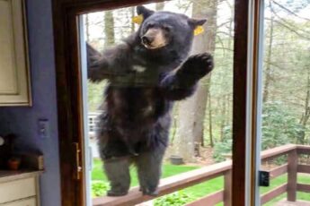 Wild Bear Waves To Family Every Morning