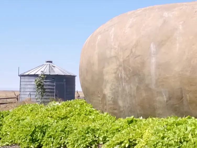You Won’t Believe What’s Inside This Giant Potato – It’s Not What You Think!