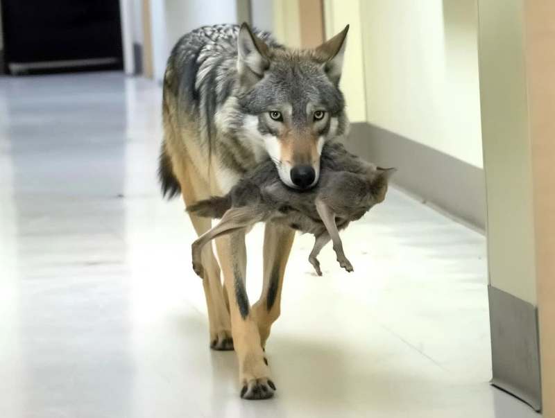 Wolf Breaks Into Hospital – Nurse Brought to Tears by What It Carries in Its Mouth